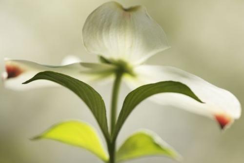 limb;Flowering;Petals;Flower;Petal;Dogwood;branch;branches;tree limbs;Blossom